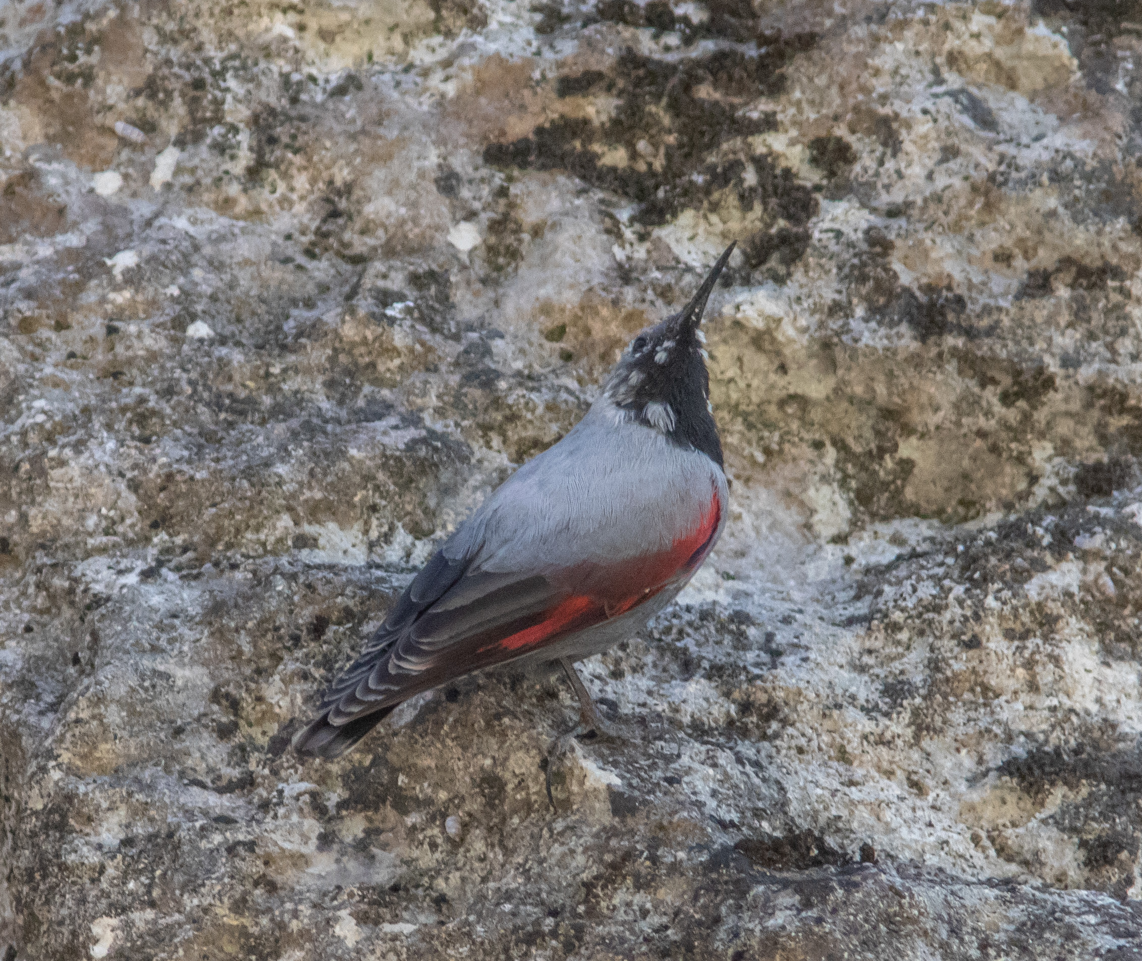 Miniature